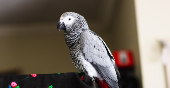 Most standard wills and other estate documents specify who will inherit the assets, and if there are minor children, who will be the designated legal guardian until they reach adulthood.  But what about your pets?